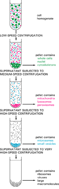 Fraccionamiento celular por CENTRIFUGACIÓN Homogenado 1000g x 10 min c. enteras, núcleos y citoesqueleto 20.000g x 20 min mitocondrias, lisosomas y peroxisomas 80.