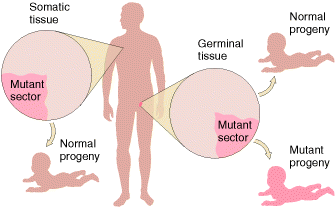 Mutaciones Somáticas: Daño Genético Embrionaria: Muerte embrionaria Anomalías