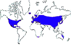 géneros / 600-800 especies Regiones templadas del hemisferio Norte
