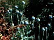El opio contiene más de 25 alcaloides bencilisoquinolínicos y aporfínicos.