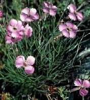 claveles y clavelinas (Dianthus sp.) que se venden como ornamentales.