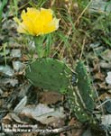 selecciones Clavel cultivado Dianthus sylvestris Cactaceae (familia de los cactus)