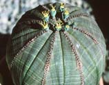 Otras plantas cactoides En otras familias existen plantas que presentan rasgos morfológicos semejantes a los de las cactáceas: suculencia, sustitución de las hojas por espinas.