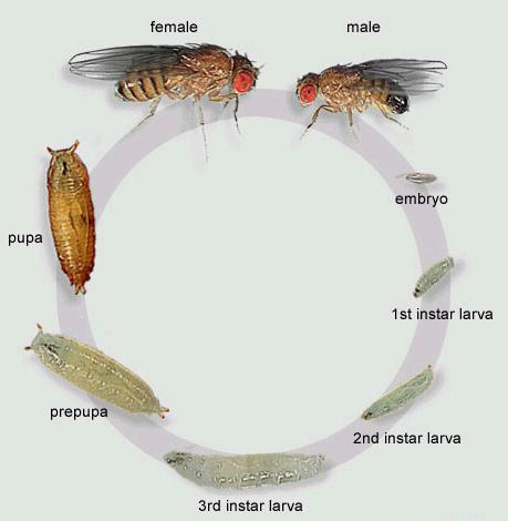 2.3. LA METAMORFOSIS DE UN DIPTERO La metamorfosis completa de la mosca consta de cuatro estados definidos, el huevo es seguido de un periodo larval de intensa actividad alimenticia, con posterior