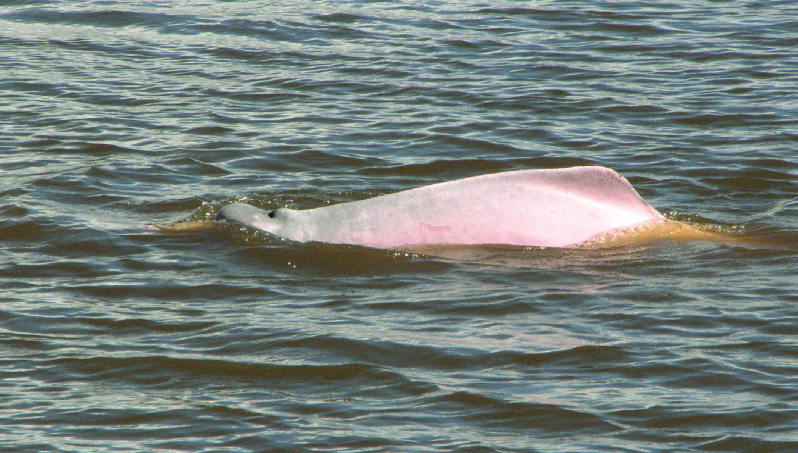 Reserva de Producción Faunística Cuyabeno Delfín rosado En la mayoría de los bosques de tierra firme, las aves y roedores son los principales dispersores de semillas, pero en los bosques inundados