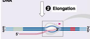 Elongación RNA Polimerasa se mueve a lo largo del DNA, exponiendo 10-20 bases. - Añade nucleótidos al terminal 3 (crece 5 3 ).