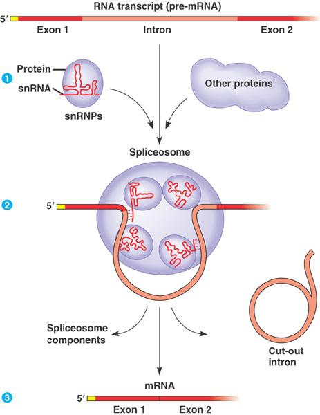 Empalme del RNA ( splicing ) Empalmosoma (spliceosome) complejo de proteinas + snrnps (ribonucleoproteínas