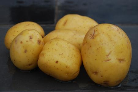 Superficie La superficie de patata temprana que se siembra en nuestra región se concentra en la provincia de Ávila. En el resto de provincias se cultiva patata de media estación y patata tardía.