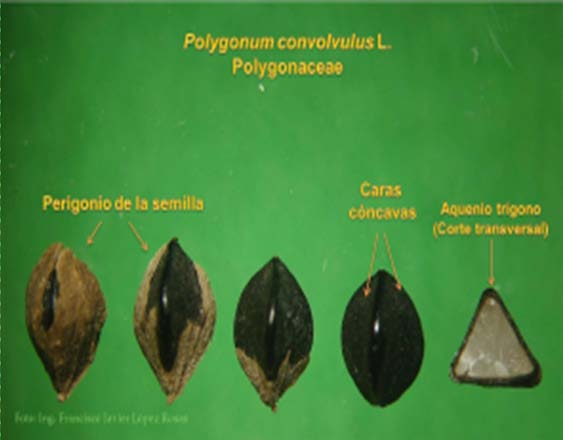 Polygonum convolvulus L.