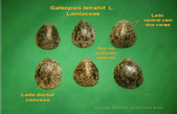Galeopsis tetrahit