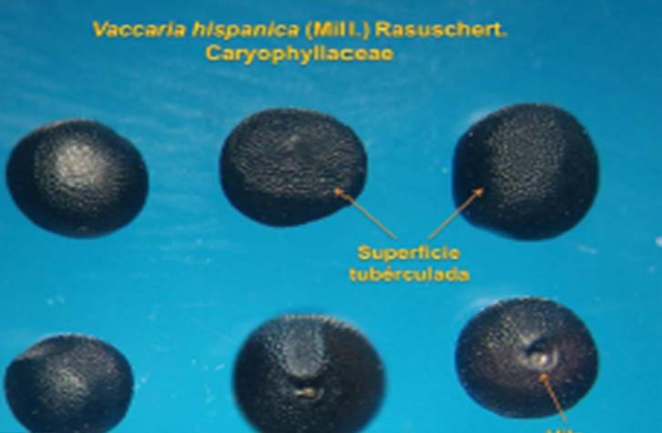 Vaccaria hispanica