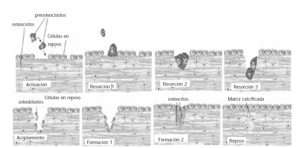 diferenciación celular a preosteoclastos multinucleados es realizada por citoquinas provenientes de las células en reposo que tapizan la superficie ósea y otras