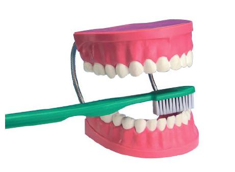 CIENCIAS ID 1293003 DENTADURA Y CEPILLO DE DIENTES Modelo de dentadura gigante y cepillo de dientes