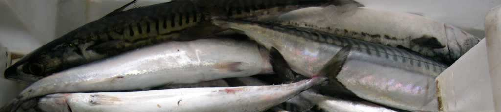 Las experiencias de España, Portugal y otros países como Japón, respecto al consumo de pescado, sugieren también
