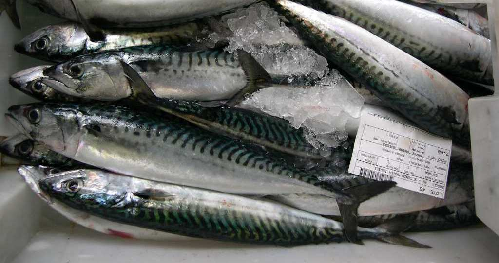 El pescado es el principal suministrador de ácidos grasos poliinsaturados de la familia n-3 (especialmente EPA y
