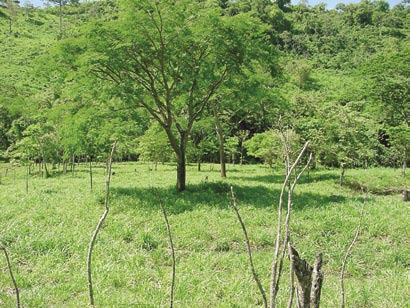 Cuadro 4. Empleos generados por el cambio de uso de suelo a pastos mejorados con árboles y tacotales en Matiguás, Nicaragua Tipo Familias (no.