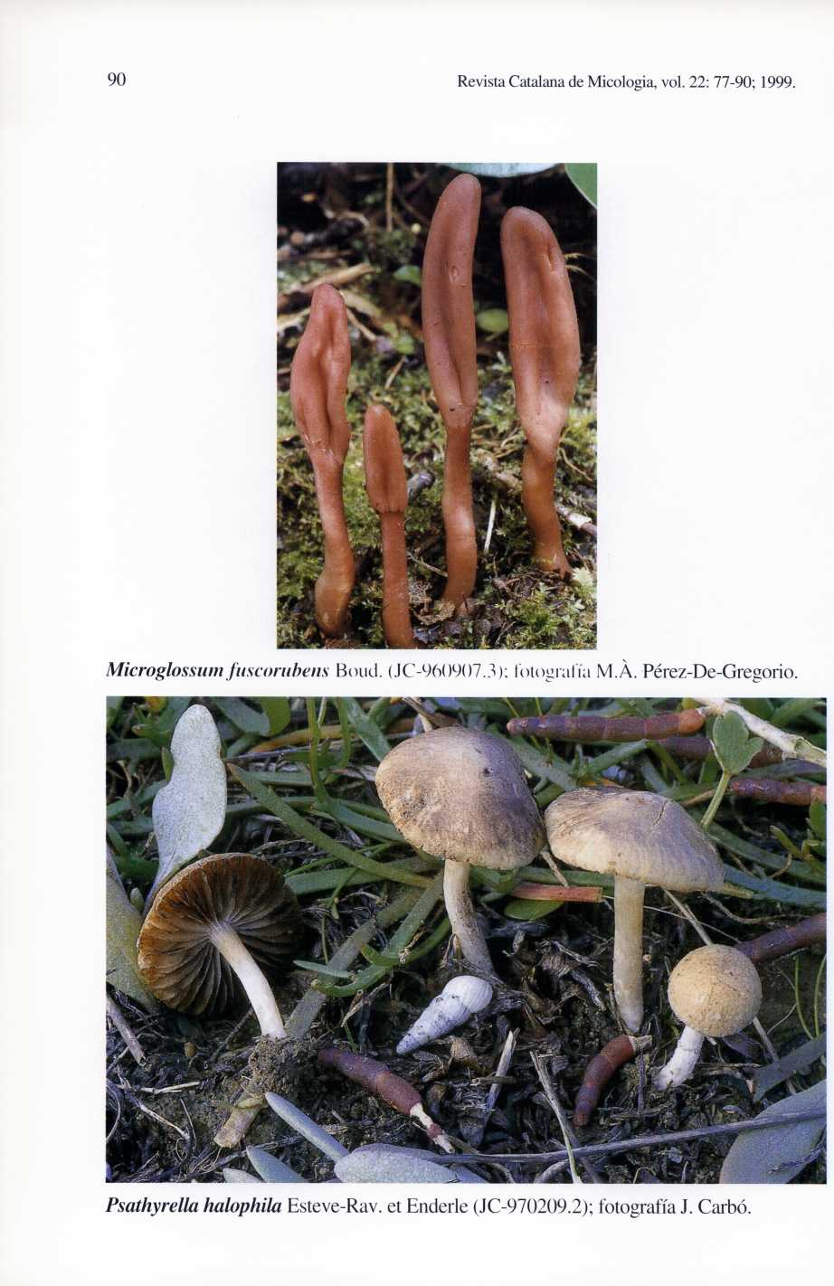 90 Revista Catalana de Micologia, vol. 22: 77-90; 1999. Mieroglossum fuseoruhens Bond. (.1C-96()907.