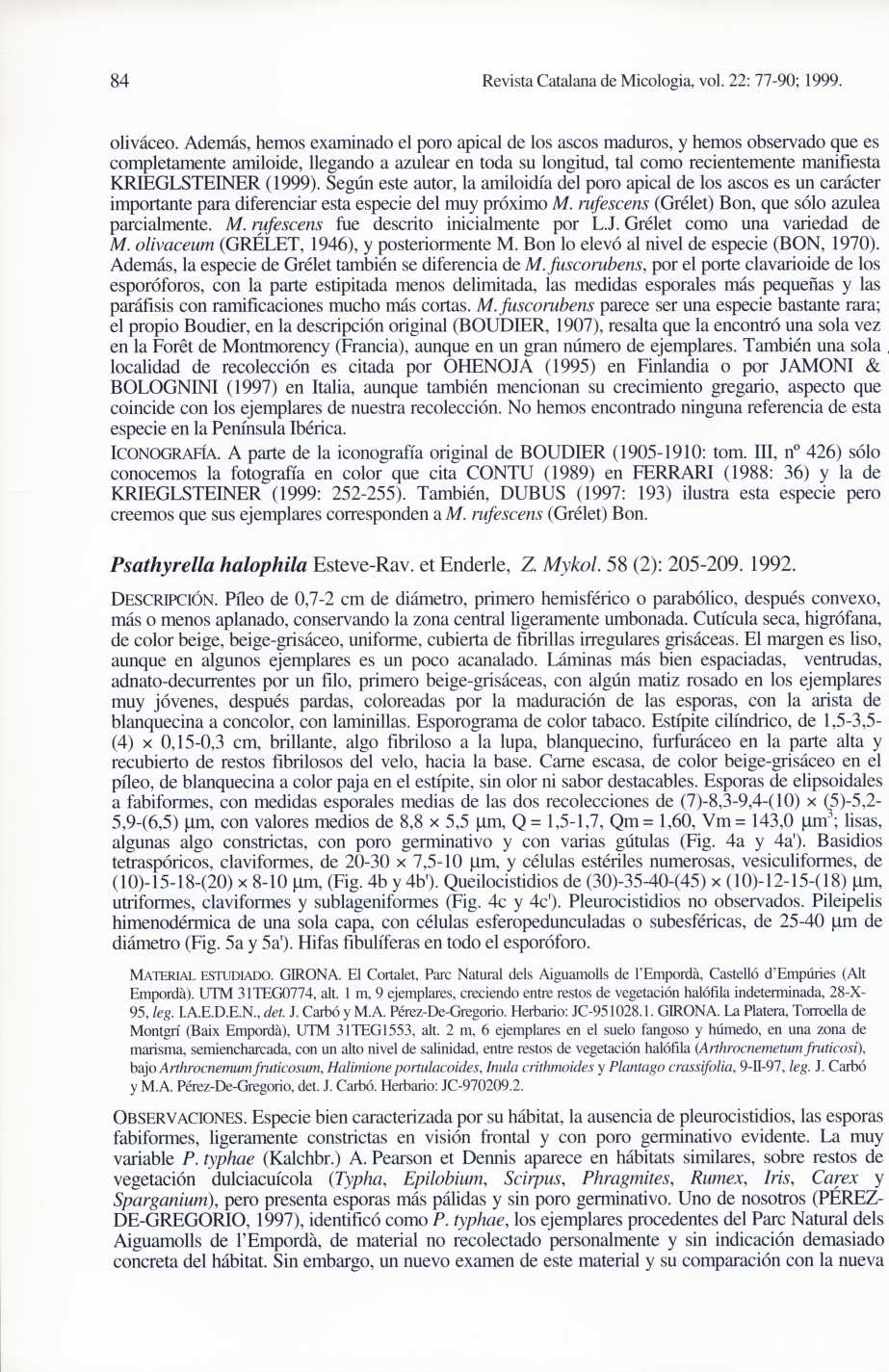 84 Revista Catalana de Micologia, vol. 22: 77-90; 1999. oliváceo.