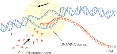iniciación síntesis proteínas tranducción proteínas proteínas transcripción y procesamiento tranducción FUNCIONES Reconoce el sitio iniciación Desenrolla la doble hélice h de DNA Sintetiza el RNA