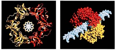 N-terminal subunidad ε N-terminal 118-145 ninguno 10-5 7 x 10-6 5 x 10-5 10-5 10-4 5 x 10-7 5 x 10-9 10-7 10-6 - DNA Polimerasa III Responsable de la replicación in vivo: actividad replicasa Molde