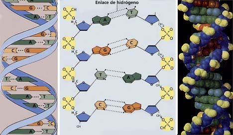 En el momento de la replicación la molécula de ADN se abre por el