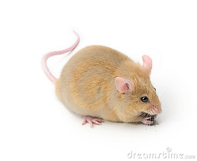 Evidencia Se produjeron ratas Knock in que expresaban una polimerasa