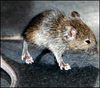 las mutaciones espontáneas en ratas homocigotas Premature ageing in