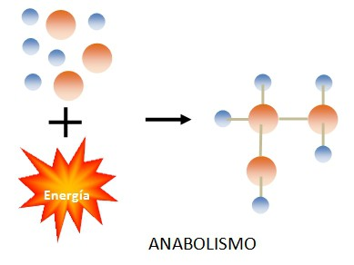 El metabolismo es Hay dos tipos de reacciones metabólicas: Catabolismo y anabolismo.