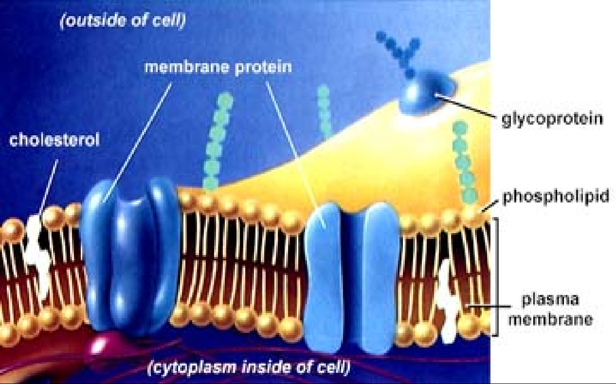PARTES FUNDAMENTALES DE UNA CELULA MEMBRANA PLASMATICA O CELULAR: ESTRUCTURA: -Formada por una doble capa, constituida de fosfolípidos, proteínas y carbohidratos -UBICACIÓN: Delimita el citoplasma de