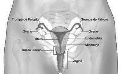Biología - Segundo Medio II SISTEMA REPRODUCTOR FEMENINO Actividad 3 Qué estructuras conforman el sistema reproductor femenino?