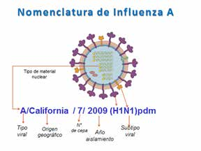 Por qué vacunarse anualmente Los virus de la gripe son virus ARN envueltos. Poseen glicoproteínas de superficie: hemaglutinina (HA) y neuraminidasa (NA) que determinan el subtipo de virus influenza A.