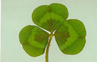 Clare Es una variedad perteneciente a la familia de Trifolium subterraneum spp brachycalycinum. Originado a partir de ecotipos del sud-oeste de Australia.