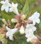 Florece desde la primavera hasta principios del otoño, periodo de floración extremadamente largo. http://fichas.