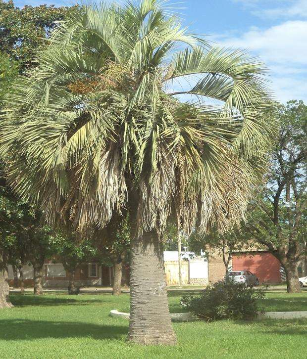 Nombre científico: Syagrus ramanzoffiana Nombre Vulgar: Palmera Pindó Familia: Arecaceae Palmera decorativa, de crecimiento rápido. Su tronco puede alcanzar hasta 15 m de altura.