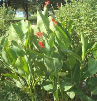 Nombre científico: Canna indica Nombre Vulgar: Achira Familia: Cannaceae Planta herbácea perenne, que puede alcanzar 1.5 m de altura. Tallos aéreos envueltos por las vainas de las hojas.