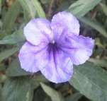 Flores azul purpura presenta 5 pétalos de tejido fino y delicado, con forma de trompeta.