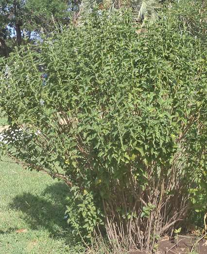 Nombre científico: Salvia pallida Nombre Vulgar: Salvia Familia: Labiatae Es una hierba, bienales y perennes.