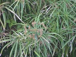 Nombre científico: Cyperus alternifolius. Nombre Vulgar: Falso Papiro Familia: Cyperaceae Es una especie muy invasora, debido a sus rizomas. Es una planta perenne, hojas provistas de largos pecíolos.