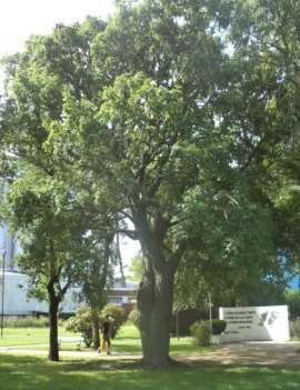Nombre científico: Chorisia insignis Nombre Vulgar: Palo borracho Familia: Bombacaceae El árbol puede alcanzar una altura de hasta 25 m y 2 m de ancho.