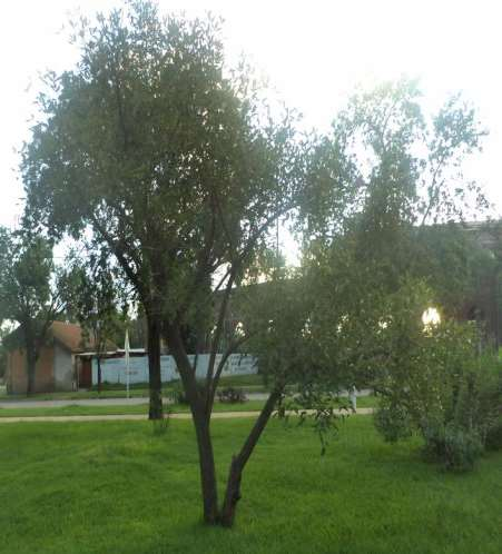 Nombre científico: Erythrina crista - galli Nombre Vulgar: Ceibo Familia: Fabaceae Es un árbol de mediana estatura, presenta una altura de 5 a 10 m.