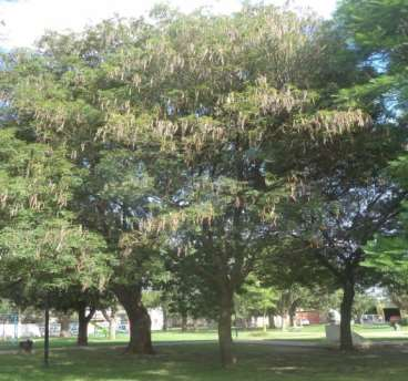 Nombre científico: Tabebuia impetiginosa Nombre Vulgar: Lapacho Rosado o Tajý hú Familia: Bignoniaceae Árbol que puede alcanzar unos 30m de altura.