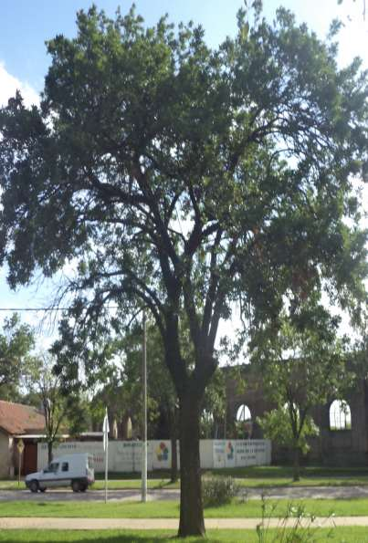 Nombre científico: Fraxinus excelsior L. Nombre Vulgar: Fresno común o fresno americano Familia: Oleaceae Es un árbol caducifolio de rápido crecimiento, que puede alcanzar los 20m de altura.