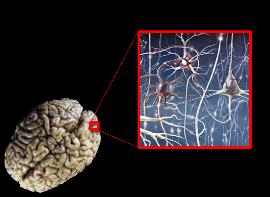 biológica FUNCIONAMIENTO Neurona artificial Se utilizaron 7 estaciones