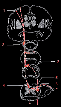 Figura N 5 Desde la corteza las fibras del haz corticoespinal se originan en las neuronas piramidales gigantes de Betz(1) y se dirigen hacia abajo para confluir en la cápsula interna, desde donde