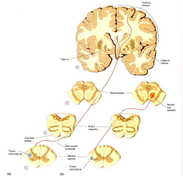 2. Vía Corticobulbar Se origina a partir de la parte ventral de la circunvolución precentral y la región de la cara de la corteza motora primaria.