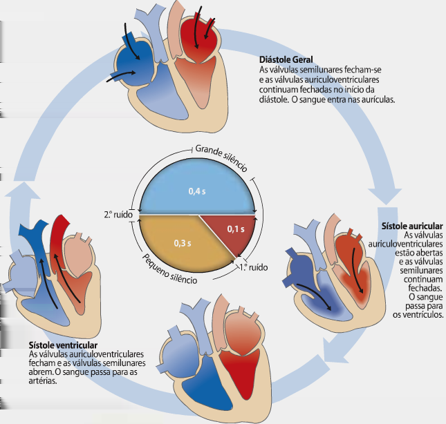 El ciclo cardíaco La función de la sangre de conducción del corazón sigue una secuencia cíclica cuyas caras de la sístole auricular son las
