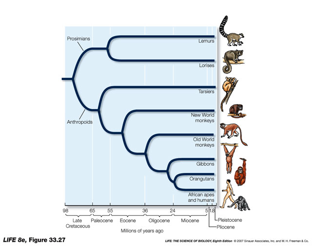 Árbol filogenético de los Primates reloj molecular (ADN): antepasado común 74 63 Ma según el registro fósil: 65 M a prosimios lemures loris tarseros