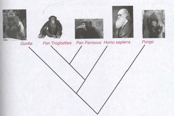 La Familia Hominidae árbol filogenético de la familia Hominidae 4 géneros: gorilla, pan, homo,