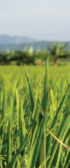 HERBICIDAS Ingrediente activo: clomazone 480 g/l. Formulación: concentrado emulsionable. Características: herbicida selectivo para arroz de acción sistémica y residual.