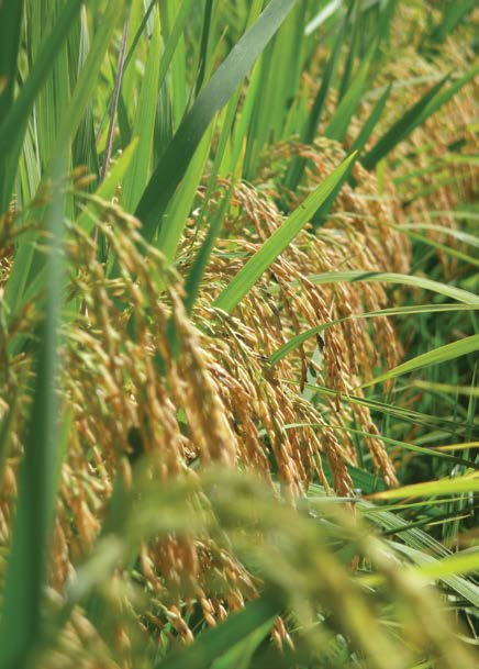 Características: herbicida selectivo para arroz de acción sistémica y de contacto. Cultivos: arroz. Plagas: gramíneas, ciperáceas. Dosis: 100 ml/ha + 500 ml/ha de GRÜN ÖL. Envases: 1 L.